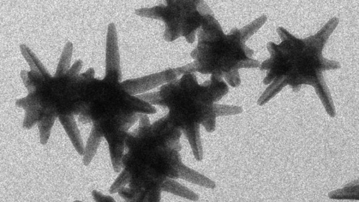 A group of gold nanostars under an electron microscope. The nanostars' size causes them to accumulate within tumors, where researchers use infrared light to heat them and destroy cancerous growths.
